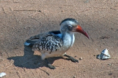Southern Red-billed Hornbill [Tockus rufirostris] 