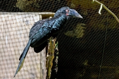 Black Hornbill [Anthracoceros malayanus] 