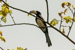 West African Pied Hornbill [Lophoceros semifasciatus]