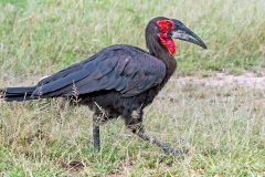 Southern Ground Hornbill [Bucorvus leadbeateri]