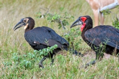 Southern Ground Hornbill [Bucorvus leadbeateri]