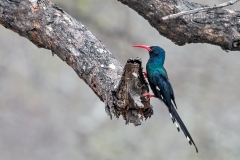 Green Wood Hoopoe [Phoeniculus purpureus marwitzi]