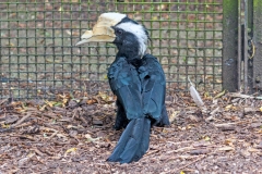 Black Hornbill [Anthracoceros malayanus] 