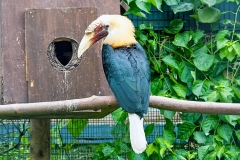 Blyth's Hornbill [Rhyticeros plicatus] 