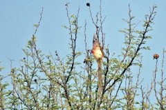 White-backed Mousebird [Colius colius colius] 
