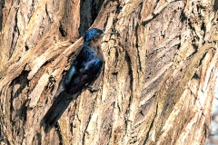 Common Scimitarbill [Rhinopomastus cyanomelas cyanomelas]