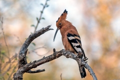 Eurasian Hoopoe [Upupa epops africana]