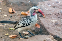 Southern Red-billed Hornbill [Tockus rufirostris]