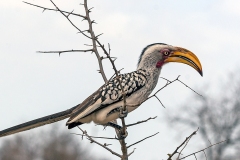 Southern Yellow-billed Hornbill [Tockus leucomelas leucomelas]