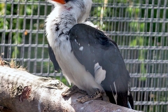 Von der Decken's Hornbill [Tockus deckeni] 