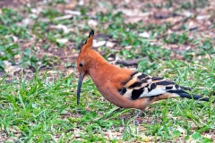 Eurasian Hoopoe [Upupa epops africana]