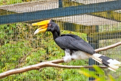 Rhinoceros Hornbill [Buceros rhinoceros] 