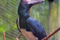 Trumpeter Hornbill [Bycanistes bucinator] 