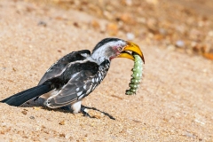 Southern Yellow-billed Hornbill [Tockus leucomelas leucomelas]