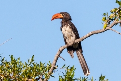 Crowned Hornbill [Lophoceros alboterminatus]