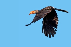 Crowned Hornbill [Lophoceros alboterminatus]