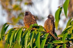 Speckled Mousebird [Colius striatus congicus]