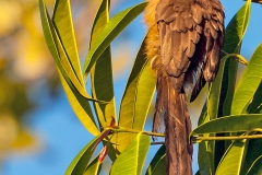Speckled Mousebird [Colius striatus congicus]