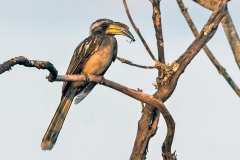 Pale-billed Hornbill [Lophoceros pallidirostris pallidirostris]