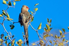 Red-faced Mousebird [Urocolius indicus transvaalensis]