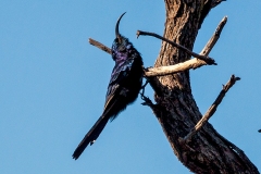 Common Scimitarbill [Rhinopomastus cyanomelas cyanomelas]