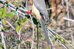 White-backed Mousebird [Colius colius damarensis]