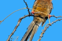White-backed Mousebird [Colius colius damarensis]