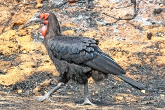 Southern Ground Hornbill [Bucorvus leadbeateri]