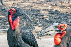 Southern Ground Hornbill [Bucorvus leadbeateri]