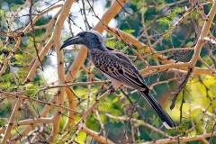African Grey Hornbill [Lophoceros nasutus epirhinus]