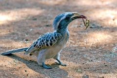 African Grey Hornbill [Lophoceros nasutus epirhinus]