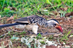 Northern Red-billed Hornbill [Tockus erythrorhynchus] 