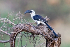 Von der Decken's Hornbill [Tockus deckeni] 