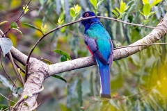 Surucua Trogon [Trogon surrucura surrucura] 
