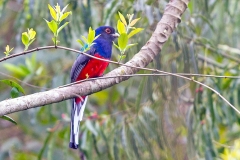 Surucua Trogon [Trogon surrucura surrucura] 
