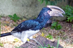 Trumpeter Hornbill [Bycanistes bucinator] 