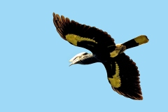 Silvery-cheeked Hornbill [Bycanistes brevis