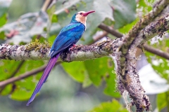 White-headed Wood Hoopoe [Phoeniculus bollei jacksoni] 