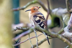 Eurasian Hoopoe [Upupa epops epops] 