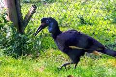 Abyssinian Ground Hornbill [Bucorvus abyssinicus] 