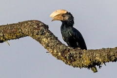 Silvery-cheeked Hornbill [Bycanistes brevis] 
