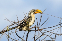 Eastern Yellow-billed Hornbill [Tockus flavirostris]