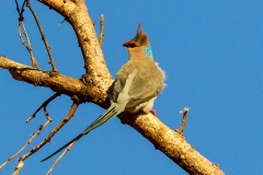 Blue-naped Mousebird [Urocolius macrourus pulcher] 