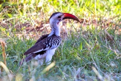 Northern Red-billed Hornbill [Tockus erythrorhynchus] 
