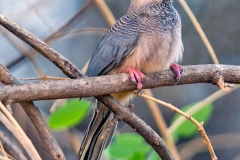 White-headed Mousebird [Colius leucocephalus leucocephalus] 