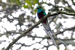 Resplendent Quetzal [Pharomachrus mocinno costaricensis] 