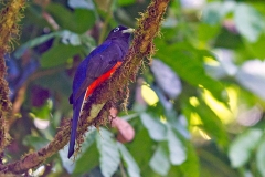 Baird's Trogon [Trogon bairdii] 