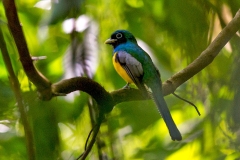 Northern Black-throated Trogon [Trogon tenellus] 