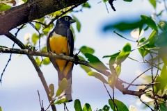 Black-headed Trogon [Trogon melanocephalus] 