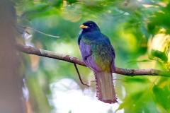Collared Trogon [Trogon collaris aurantiiventris] 